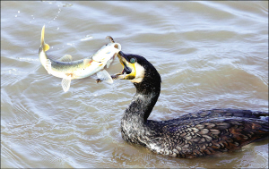 1465694623623815.jpg cl.jpg