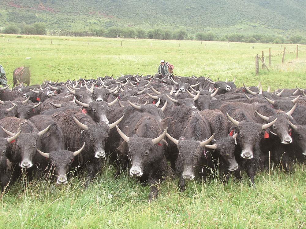 1654567736792168.jpg 4.jpg