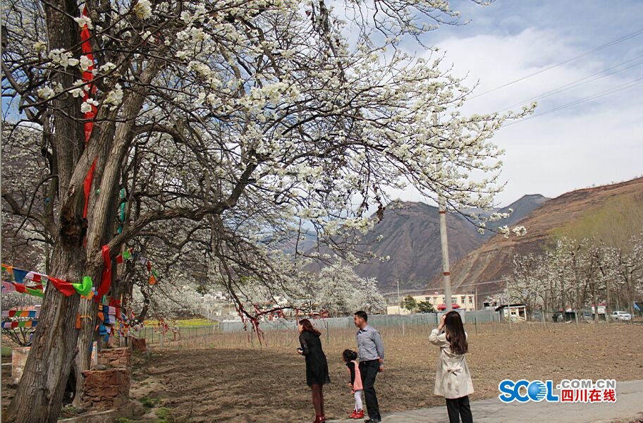 9株300多年的古梨樹競相綻放