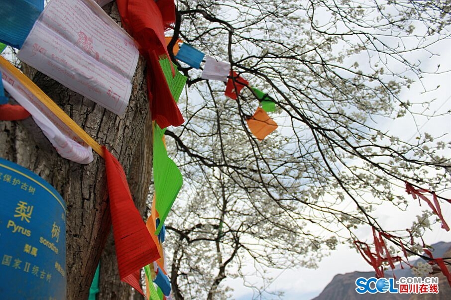 9株300多年的古梨樹競相綻放