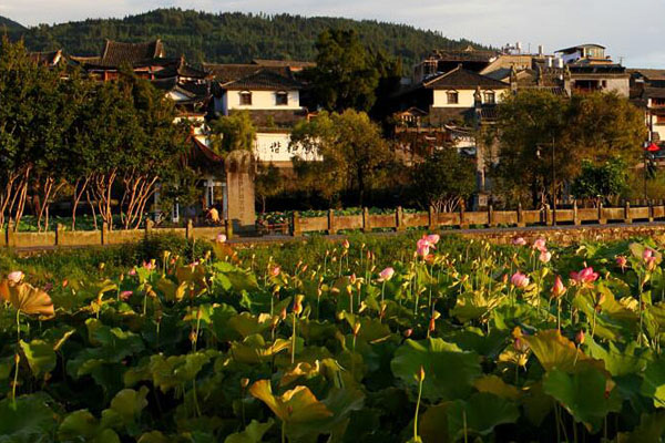 古鎮(zhèn)荷花開(kāi)