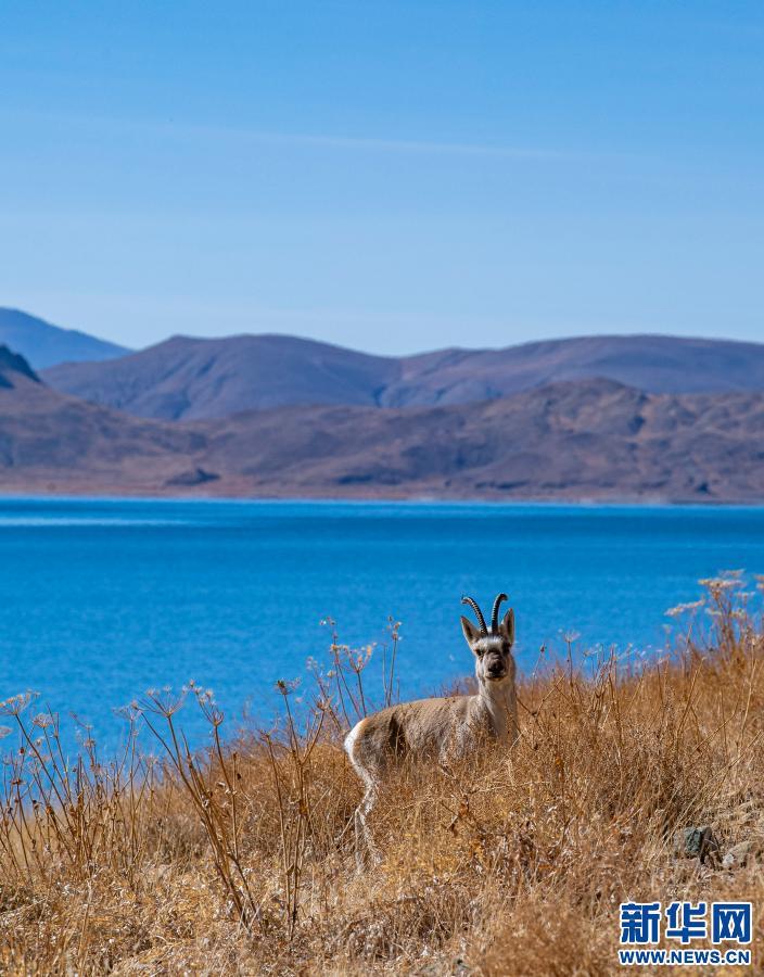 1610674914531227.jpg W020210114306694285247.jpg