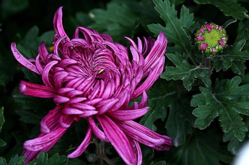 1474947656576678.jpg webwxgetmsgimg (8).jpg