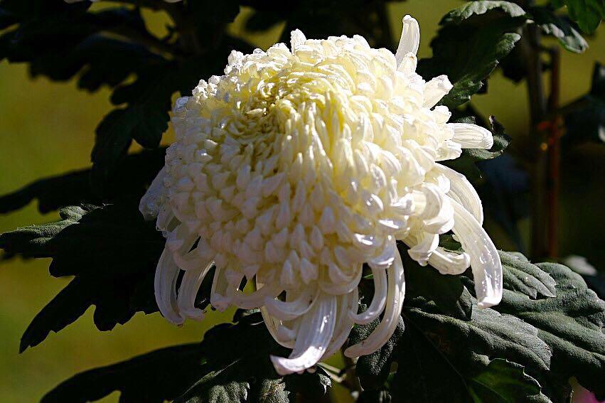 1474947691637831.jpg webwxgetmsgimg (12).jpg