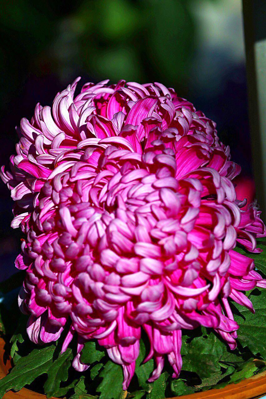 1474947756241664.jpg webwxgetmsgimg (18).jpg