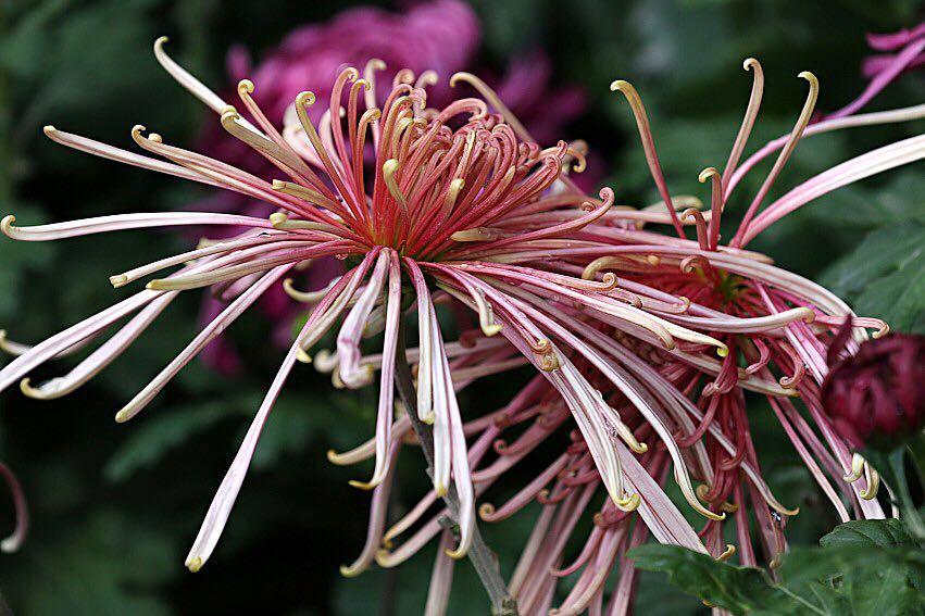 1474947811838932.jpg webwxgetmsgimg (5).jpg