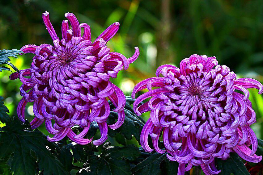 1474947869981206.jpg webwxgetmsgimg (13).jpg