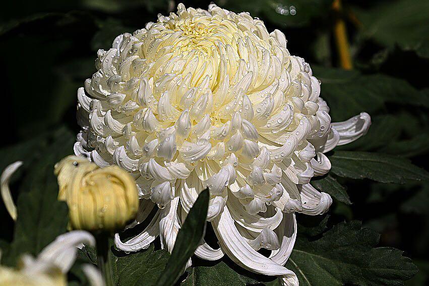 1474947917684972.jpg webwxgetmsgimg (17).jpg