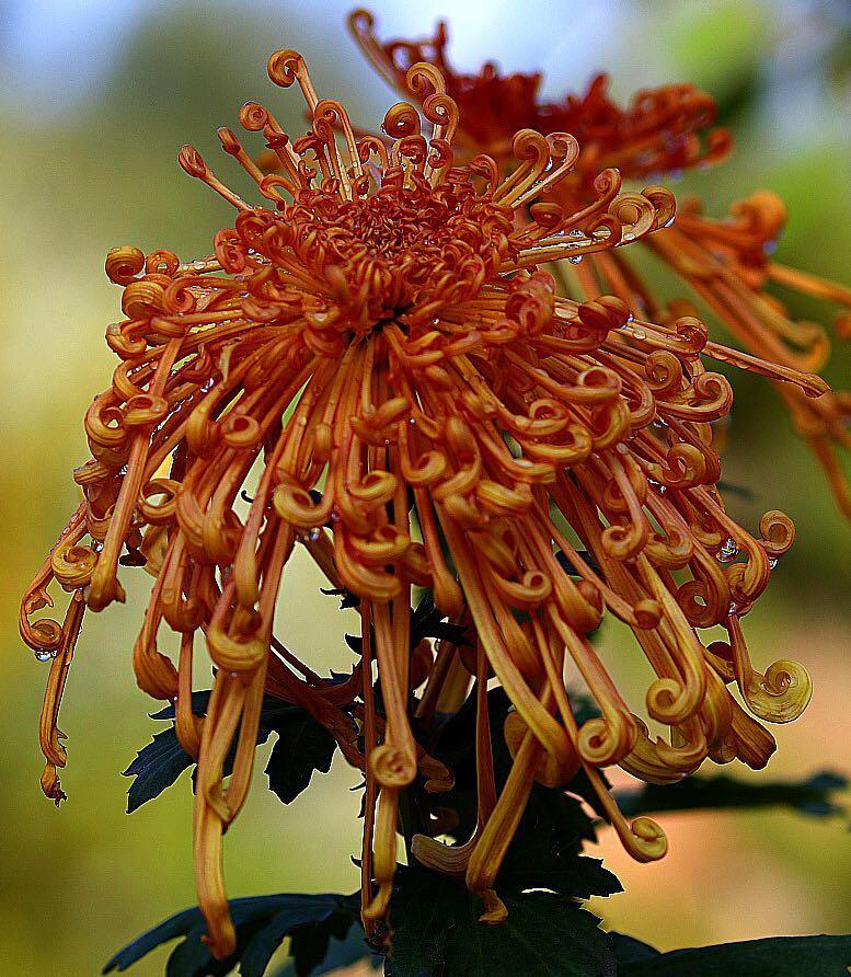 1474947934519408.jpg webwxgetmsgimg (15).jpg