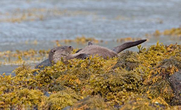 1484015455684305.jpg 1.jpg