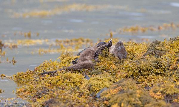 1484015477642280.jpg 1.jpg