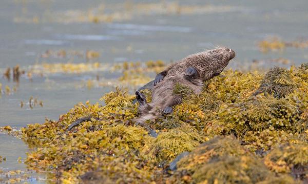 1484015505135952.jpg 1.jpg