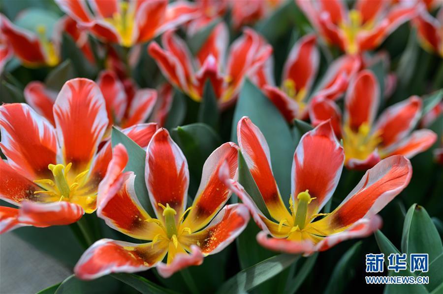 1488333529439706.jpg 1.jpg