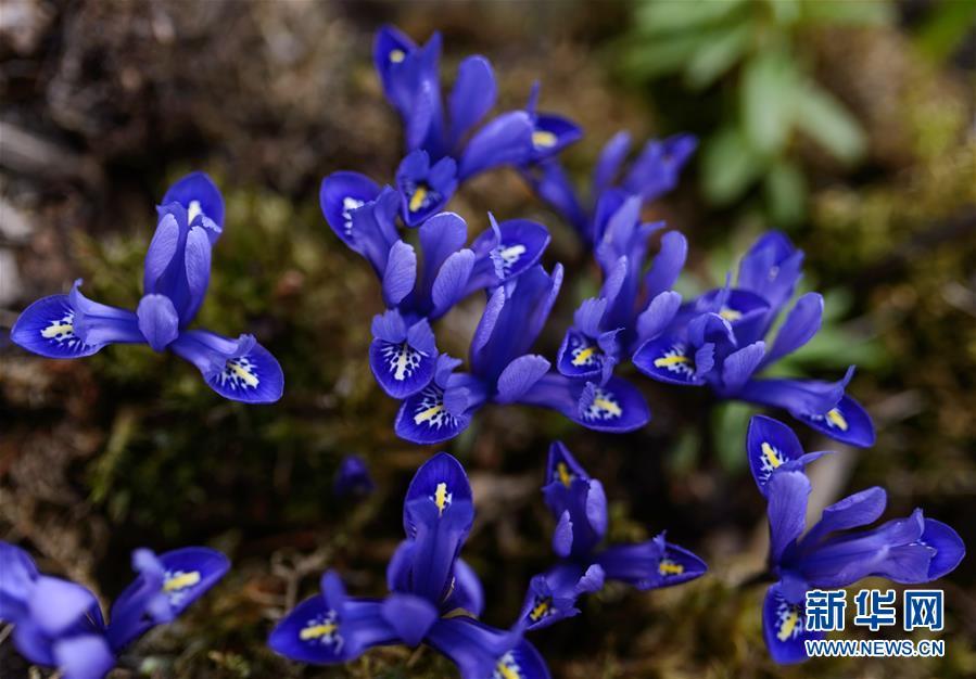 1488333552641349.jpg 1.jpg