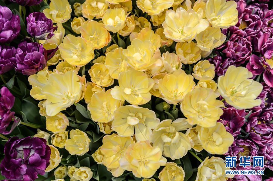 1488333637636746.jpg 1.jpg