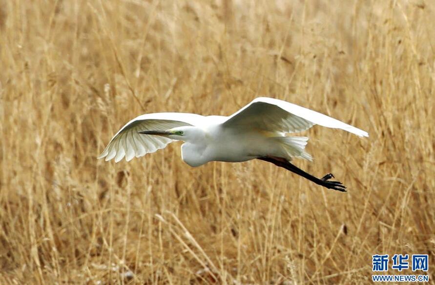 1489544355162781.jpg 1.jpg