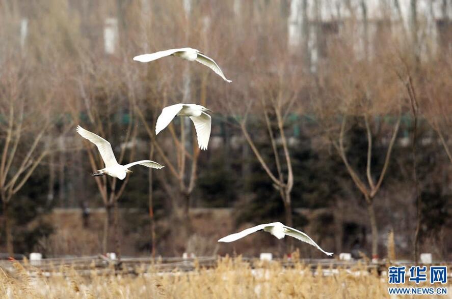 1489544393143460.jpg 1.jpg