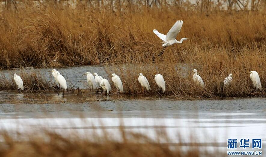 1489544428271714.jpg 1.jpg