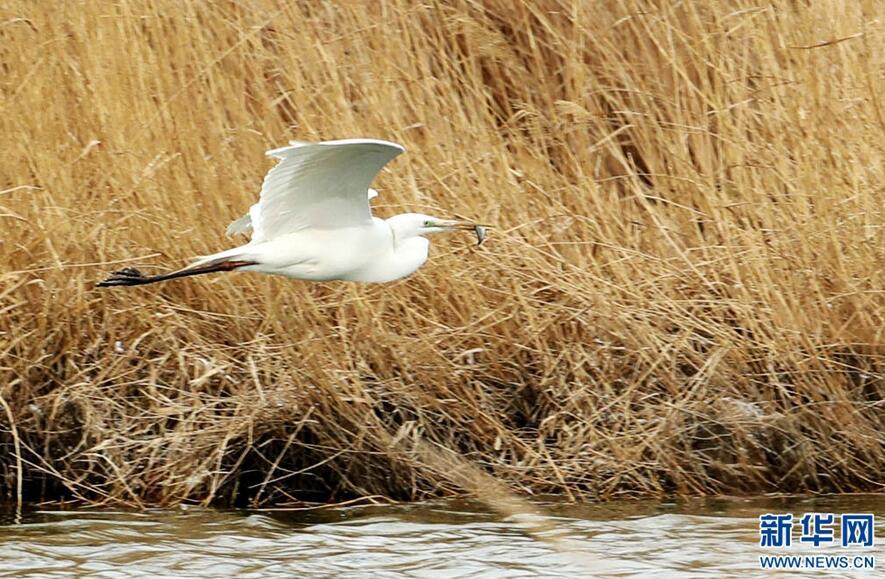 1489544445766585.jpg 1.jpg