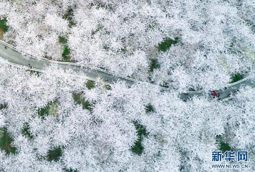 1490665489711582.jpg 1.jpg