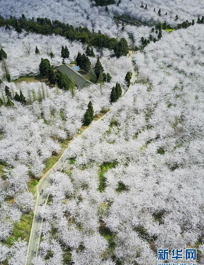 1490665572611517.jpg 1.jpg