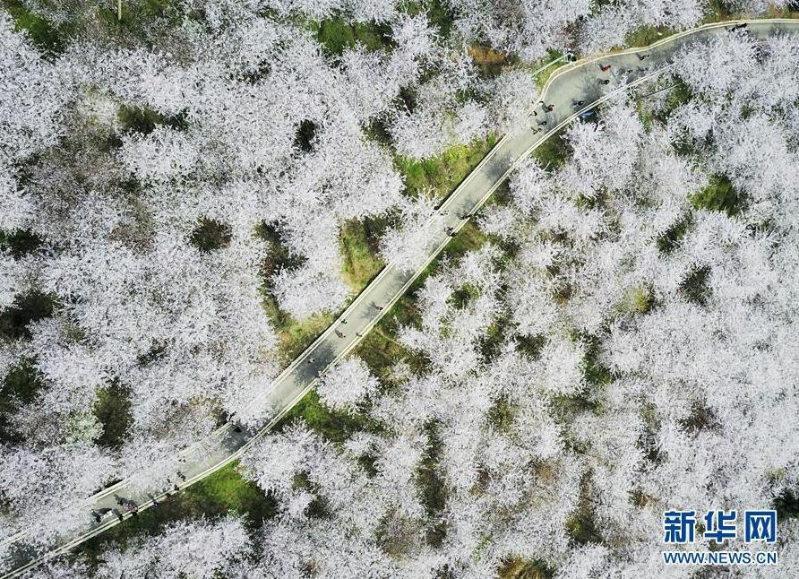 1490665601813769.jpg 1.jpg