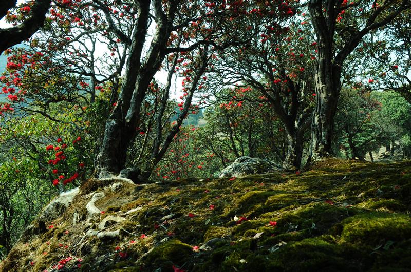 1491792430887007.jpg 1.jpg