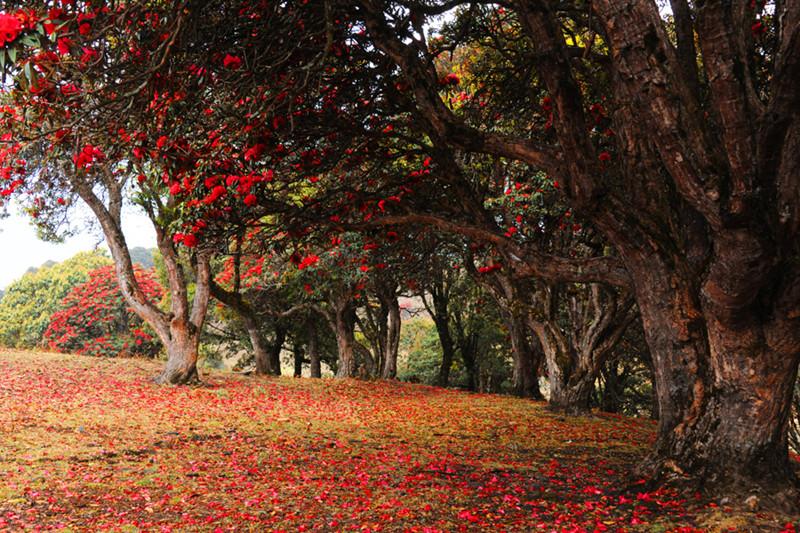 1491792488789263.jpg 1.jpg