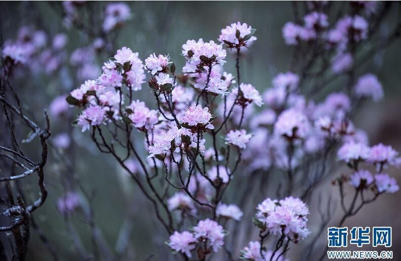 1493085387117086.jpg 1.jpg