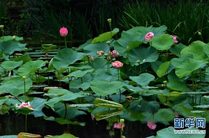 1499742586182098.jpg 1.jpg