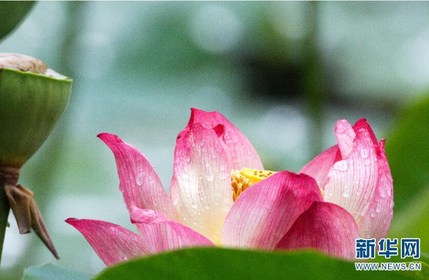 1499742614543769.jpg 1.jpg