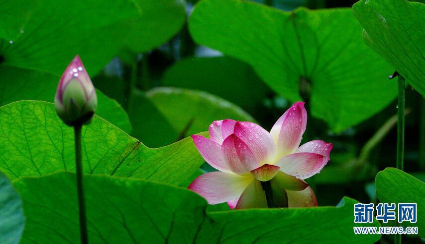 1499742748592279.jpg 1.jpg