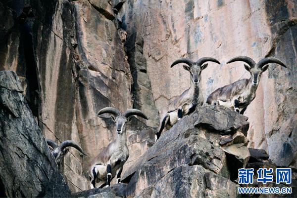 1504056812418063.jpg 3.jpg