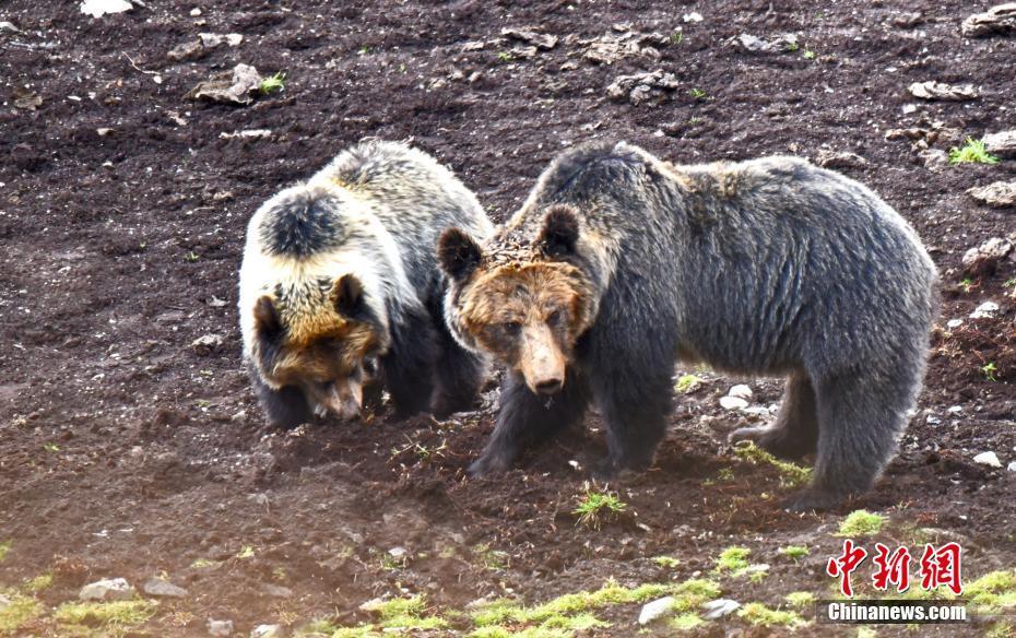 1509585879473481.jpg 1.jpg