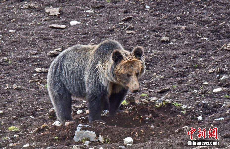 1509585912645546.jpg 4.jpg