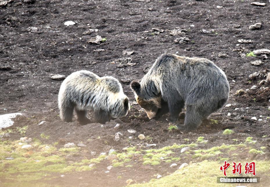 1509585922299331.jpg 5.jpg