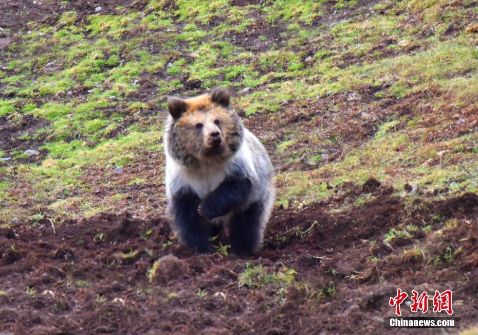 1509585943383813.jpg 7.jpg