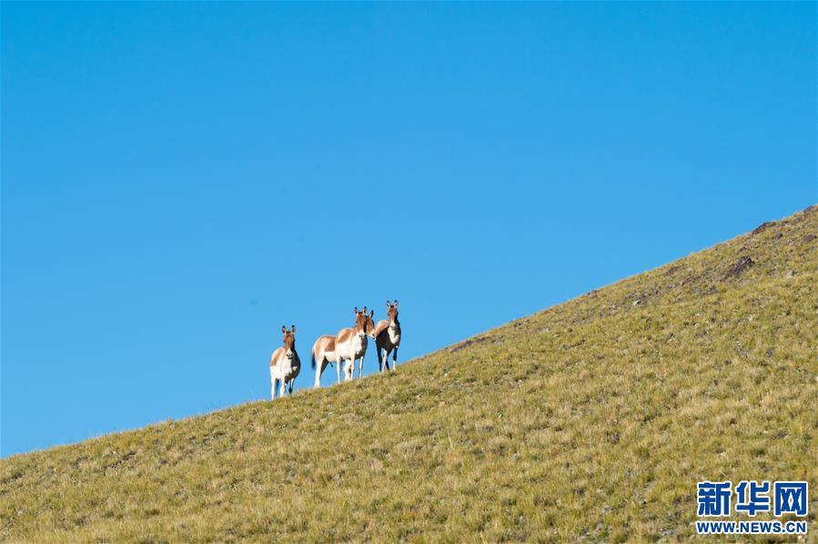 1538013292439201.jpg 5.jpg