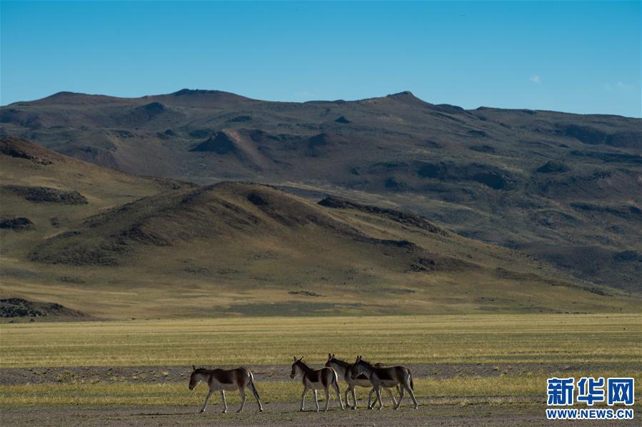 1538013481953046.jpg 5.jpg