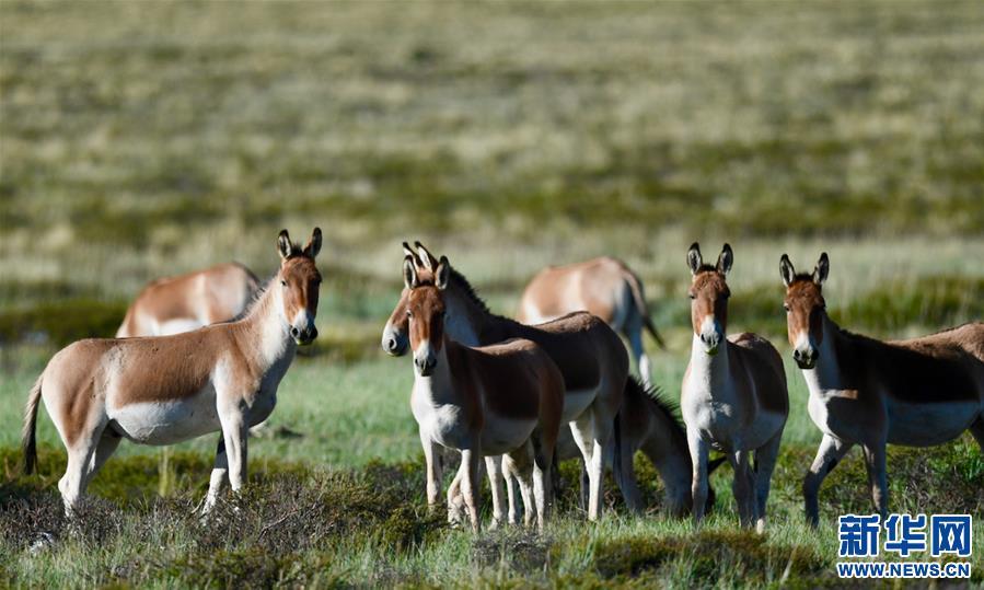 1538013490527031.jpg 6.jpg