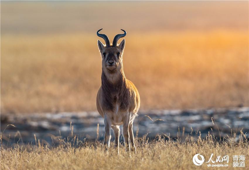 1575967868444133.jpg 2.jpg