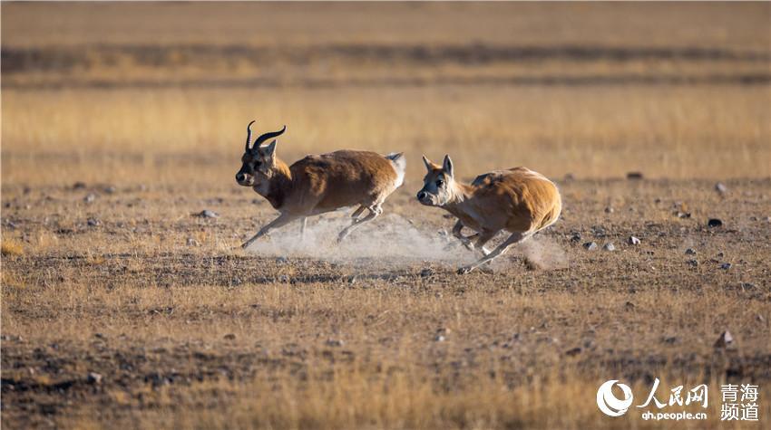 1575967877220042.jpg 3.jpg