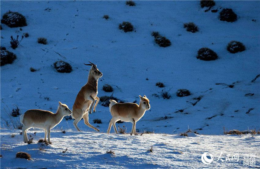 1575967883565633.jpg 4.jpg