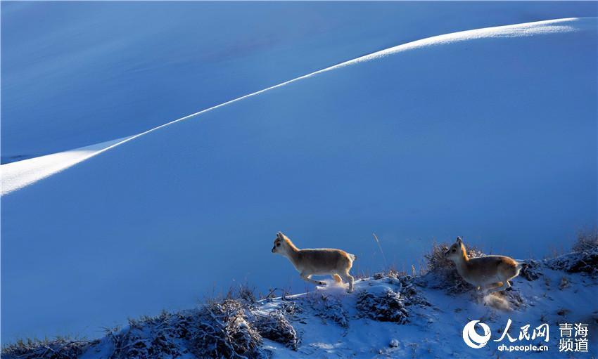 1575967888189086.jpg 5.jpg