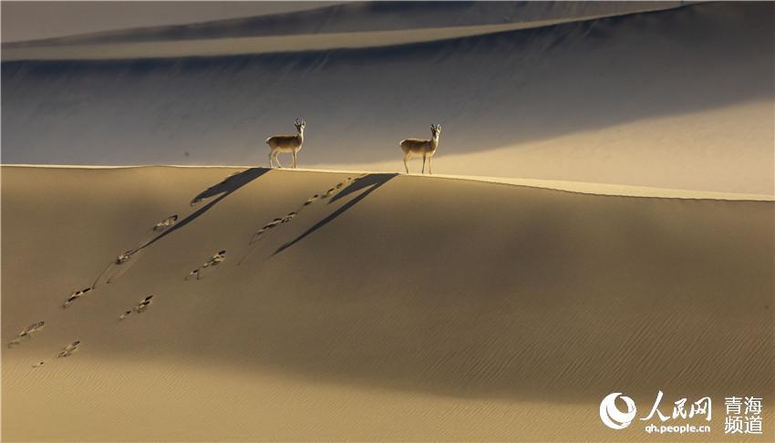 1575967893475115.jpg 6.jpg