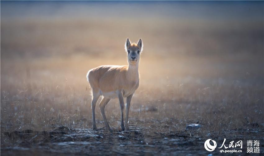 1575967900541132.jpg 7.jpg