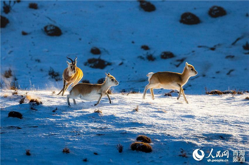 1575967909901640.jpg 8.jpg