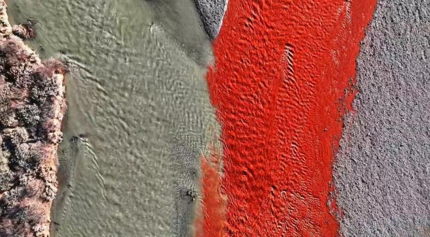 “涇渭分明”景觀。吳永明攝