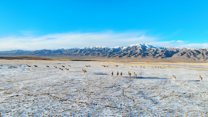 柴達木盆地——野生動物的天堂。巴圖那生攝