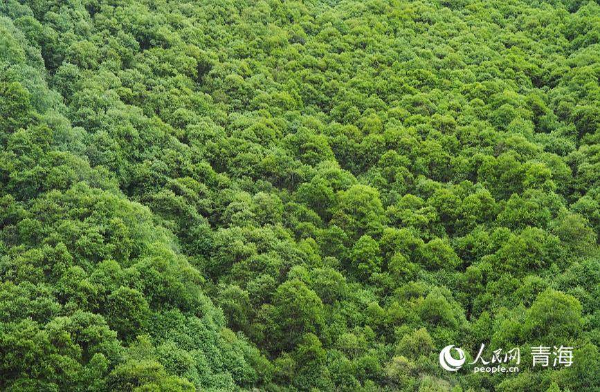 郁郁蔥蔥的娘娘山麓。人民網(wǎng) 陳明菊攝